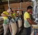 . Trabajadores forman el saco de 100 libras del arroz.