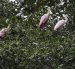 El manglar es ecosistema diverso, cuya totalidad de especies se mantiene sin calcular.