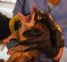 Las zarigüeyas son animales silvestres que llegan a la ciudad en busca de comida y refugio. Tras alertas ciudadanas, personal de Segura EP los rescatan para devolverlos a su hábitat.