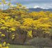 Turistas disfrutan del florecimiento de guayacanes en Zapotillo, Loja.