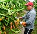 El cantón Palora de la provincia de Morona Santiago destaca por su producción de pitahaya amarilla para exportación.