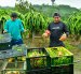 Guayas concentra el 12 % de la producción nacional de pitahaya roja