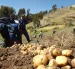 Un grupo de agricultores trabajan en un cultivo de papa.