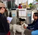 La presencia de los perros comunitarios se remonta a 2016, pero creció de forma visible durante la pandemia, en 2020.