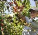 Santa Elena. Se inicia cosecha de café robusta en cultivos con baja productividad en consecuencia al déficit hídrico provocado por el cambio climático.