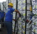 Personal alista las cajas de banano que serán exportadas.