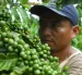 El sector cafetero ecuatoriano produce apenas 200.000 sacos al año, menos de lo que el país consume.