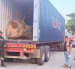 Los troncos eran transportados en un camión.