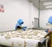 Trabajadoras en una empacadora de camarón de exportación.