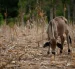 Una vaca en medio de un maizal árido, durante una sequía por el fenómeno de 'El Niño', en la Península de Azuero (Panamá).
