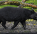 El tapir andino cumple un rol importante en la regeneración de los ecosistemas.
