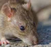 Los hantavirus son una familia de virus que afecta fundamentalmente a los roedores