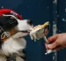 Marley, un perro pastor americano miniatura, come una "Vip Pup Cup" en la cafetería para perros "Le Bone Appart" en París el 7 de mayo de 2026.