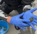 Tortugas rescatadas por la Policía Nacional