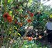 Productores esperan el pronunciamiento de la autoridad fitosanitaria sobre las acciones de mitigación y socialización ante la Xylella fastidiosa