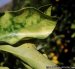 En zonas productivas de Perú la subespecie pauca de la Xylella se establece de manera significativa en cultivos de café, cítricos, frutales del género Prunus y olivos.