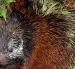 Ejemplar de puercoespín entre la vegetación del Parque Nacional Sangay, donde se reportó el hallazgo de una nueva especie en Ecuador.