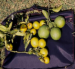 En comparación con los árboles sanos, los árboles infectados por clorosis variegada —enfermedad provocada por la Xylella—, de los cítricos producen frutos más pequeños y de tonalidad amarilla.