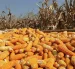 Una cosecha de maíz amarillo duro en Ecuador.