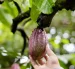 Las exportaciones de cacao cayeron hasta abril de 2026.