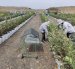 La resolución de Agrocalidad incluye al arándano entre las especies hospederas de Xylella y ubica al cultivo bajo vigilancia fitosanitaria.