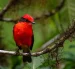 El pájaro Brujo sobrevive dentro de unas diecinueve hectáreas del bosque de Scalesia.