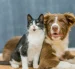 Un gato y un perro juntos, en referencia a la tecnología PettiChat que busca traducir el lenguaje de las mascotas.