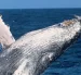 Fotografía cedida por Pacific Whale Foundation / Palo Santo Travel que muestra el salto de una Ballena Jorobada.