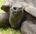 Jonathan es oficialmente reconocido por el Guinness World Records como el animal terrestre vivo más longevo del planeta