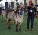 Chone, norte de Manabí, será sede de un evento de talla mundial del ganado cebú