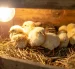 Investigadores estudian cómo se comporta la luz dentro de los huevos para obtener información sobre el desarrollo embrionario sin romper la cáscara.