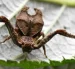 Las especies identificadas son Sidymella ayahuma y Sidymella malefica, ambas con características morfológicas particulares.