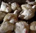 Aves en un corral que son controladas por lagripe aviar.