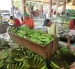 Europa compra más banano ecuatoriano y EE.UU. reduce pedidos.