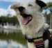 Tsunami, perro rescatista identificado con la bandera de Venezuela, participa en las labores de búsqueda tras los terremotos.