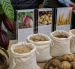 Variedades mejoradas de cacao, papa y trigo buscan elevar el rendimiento agrícola y reducir los ciclos de cultivo.
