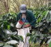 Café. Este cultivo es el sustento para cientos de familias del sur del país, hoy en alerta debido a la bacteria.