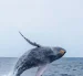 Avistamiento de ballenas jorobadas en la ciudad de Esmeraldas.