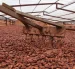 Los nuevos grupos de cacao podrían producir granos de alta calidad y excelente sabor (foto referencial).