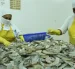 Las autoridades chinas argumentan supuestos hallazgos de mancha blanca y residuos de metabisulfito de sodio en ciertos embarques.