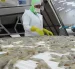 China detuvo la compra de camarón a siete plantas ecuatorianas alegando la presencia de mancha blanca.