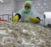El camarón ecuatoriano enfrenta controles sanitarios en China