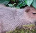La población ecuatoriana de capibaras habita en la Amazonía ecuatoriana.