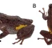 Pristimantis etsa, el cutín de etsa, es una nueva especie de rana descrita por científicos. Solo se conoce de la Condillera del Cóndor, en Zamora Chinchipe.