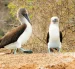 El equilibrio de los ecosistemas en las islas depende del suministro natural de agua. Un ejemplo es la garúa.