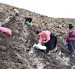 Agricultoras trabajan la tierra en una parcela de papa cañari, la variedad con la que el INIAP busca cubrir hasta el 25% del área sembrada en la región en los próximos cinco años.