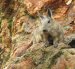 La conservación de la vizcacha ecuatoriana impulsa un modelo de trabajo colaborativo que busca proteger su hábitat y fortalecer la prevención de incendios forestales en la provincia de Loja.