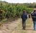 Técnicos de Agrocalidad certificaron el cumplimiento de los protocolos fitosanitarios que permitieron el envío de mandarina Tango hacia Estados Unidos.