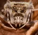 Taczanowskia waska, araña endémica de Ecuador.