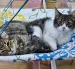 La Gran Donatón reunirá a fundaciones y ciudadanos en el Parque Bicentenario para apoyar a perros y gatos rescatados de Quito.